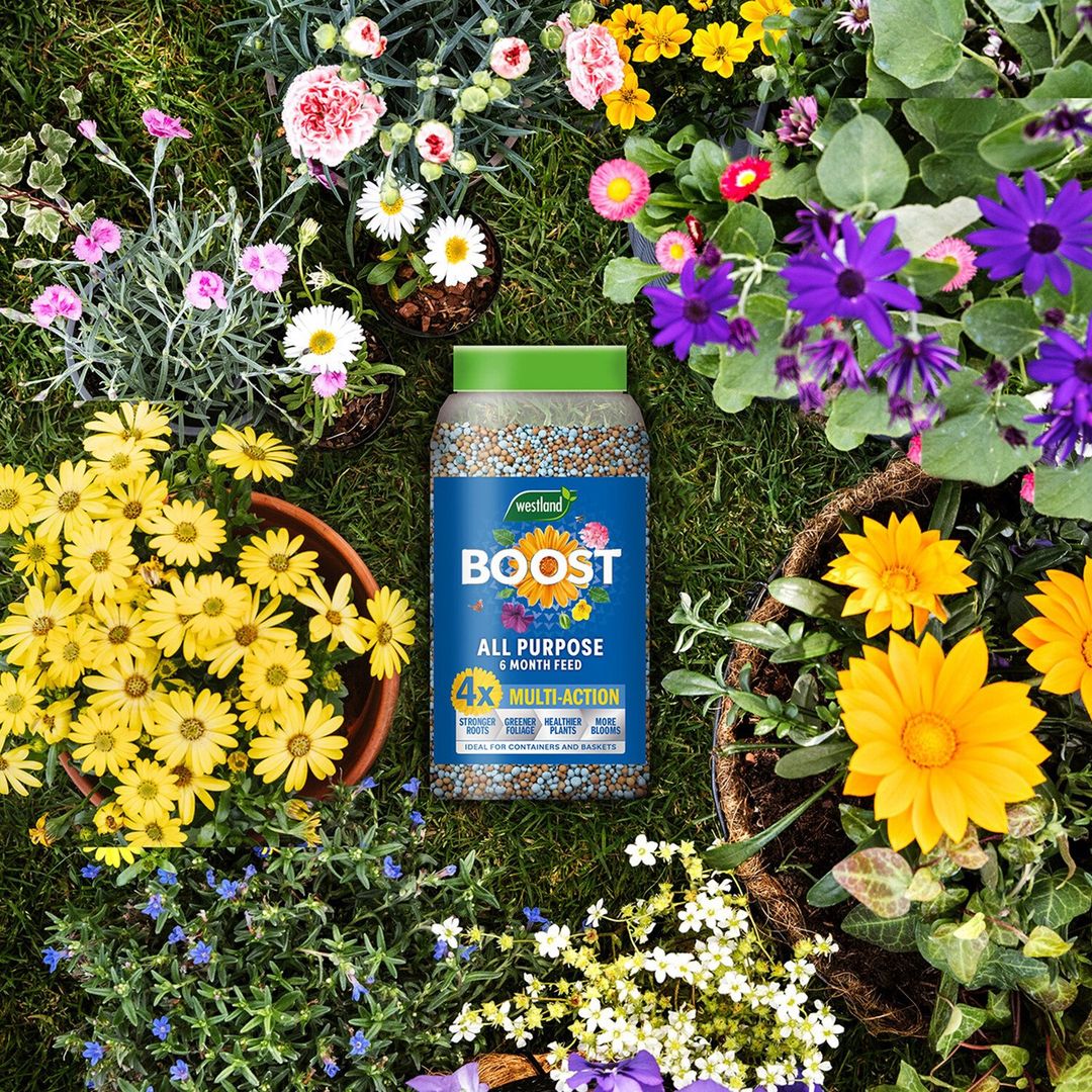 Westland 20100535 Boost All Purpose 6 Month Plant Feed 750G - Image 1