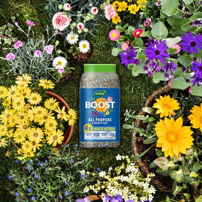 Westland 20100535 Boost All Purpose 6 Month Plant Feed 750G